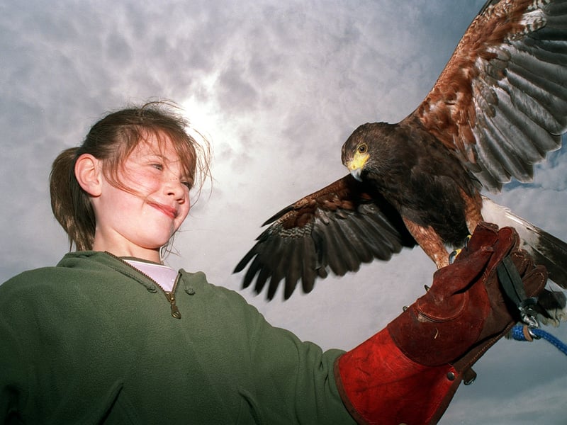 Ten-year-old Louisa Kremer from Moortown pictured with a Harris Hawk.