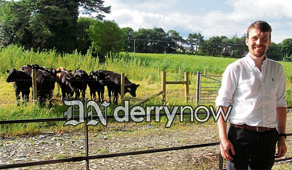 David Gilliland, Brook Hall Estate with his herd of cattle.