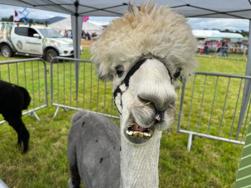 There will be something for everybody young and old at this year's show including cattle, sheep, goats, poultry and Alpacas.