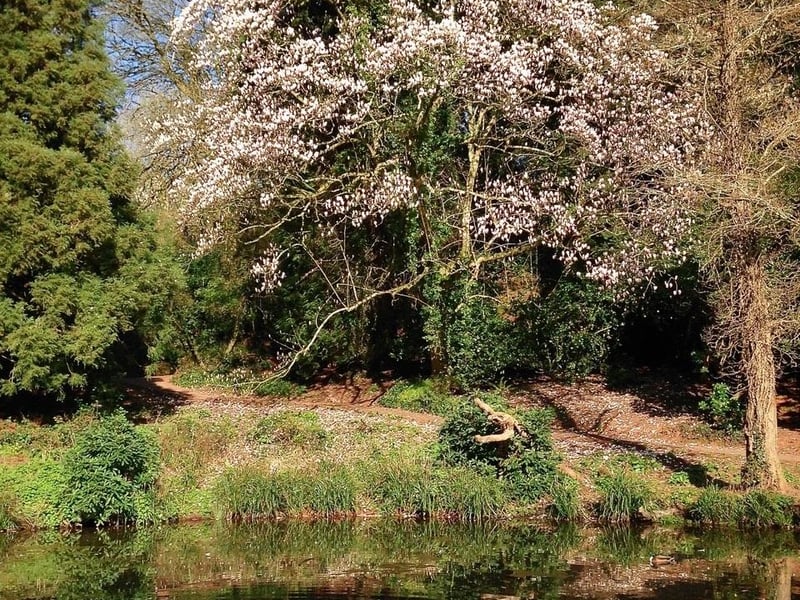 Pictures: Focus on pretty Cockington Village Torquay