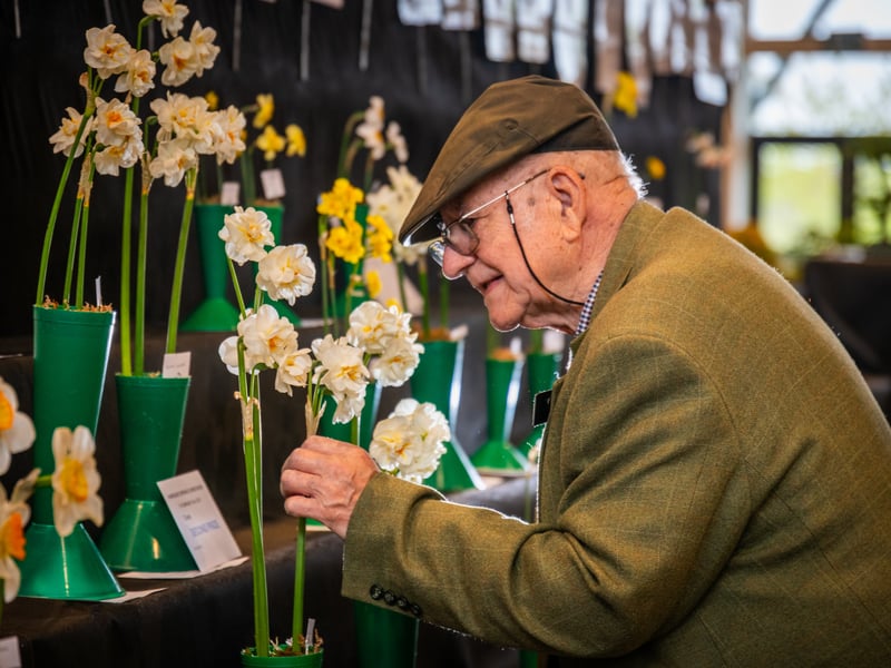  John Freer, one of the judges for the Daffodil Society Northern Group, inspecting the daffodils.