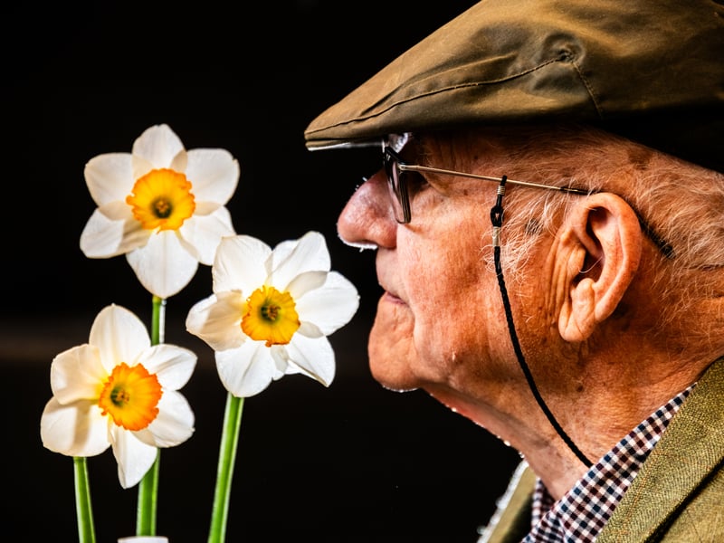  John Freer, one of the judges for the Daffodil Society Northern Group, inspecting the daffodils.