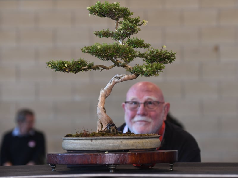 Kevin Christian views one of the Bonsai Trees.