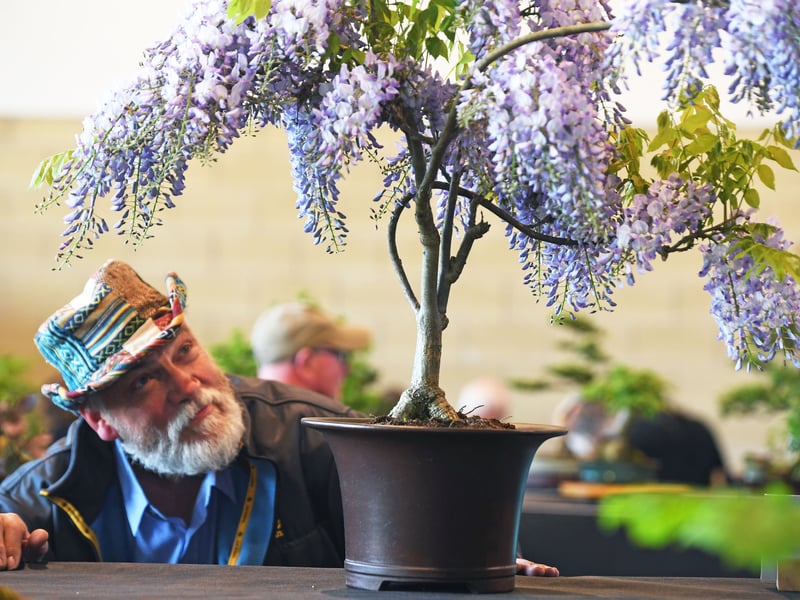  Rob Carlisle views a Wisteria on display.