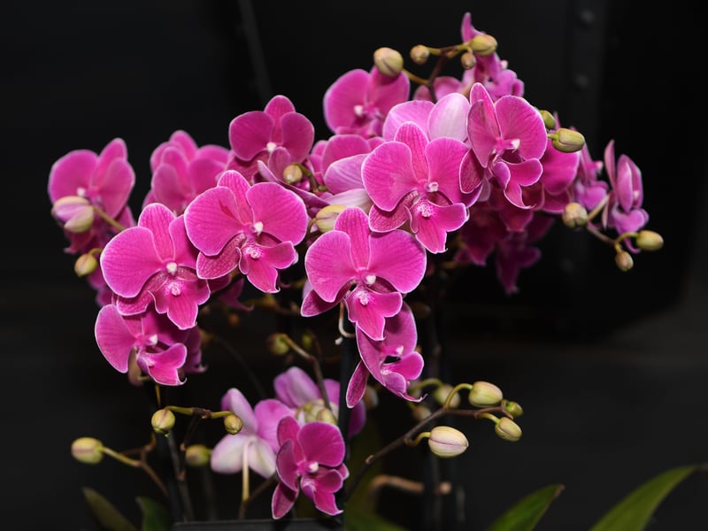 Orchids on display in the Grand Floral Hall.