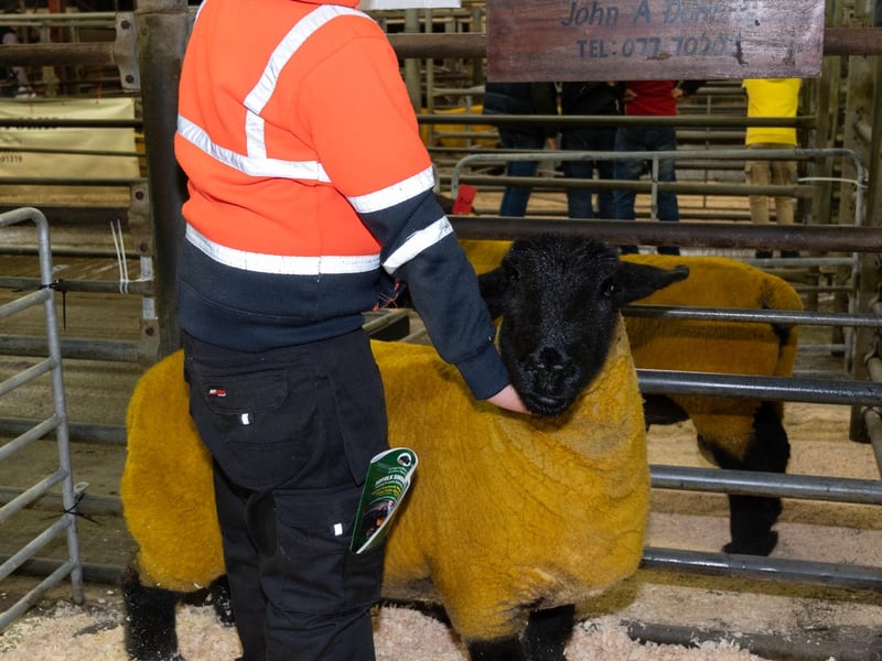 Gallery: Donegal Suffolk Breeders Show and Sale