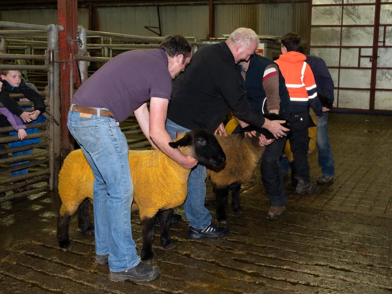 Gallery: Donegal Suffolk Breeders Show and Sale