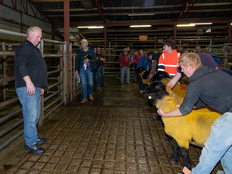 Gallery: Donegal Suffolk Breeders Show and Sale