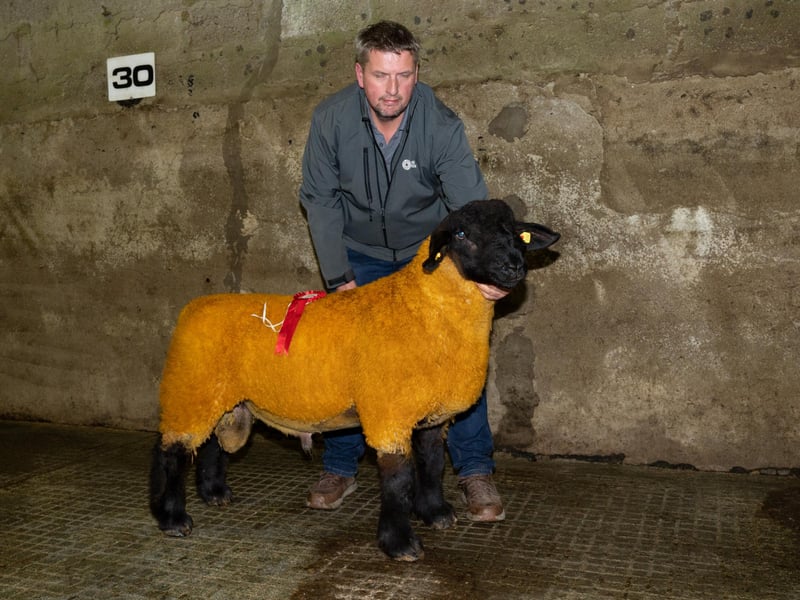Gallery: Donegal Suffolk Breeders Show and Sale