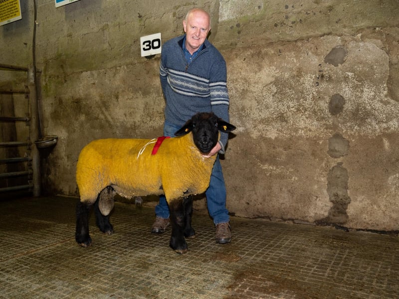 Gallery: Donegal Suffolk Breeders Show and Sale