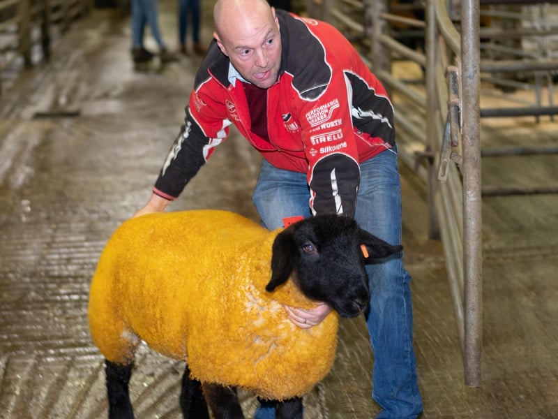 Gallery: Donegal Suffolk Breeders Show and Sale