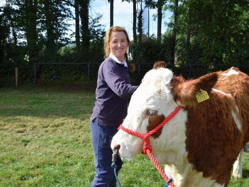 Caroline Vickery, getting her animal to look good for judges