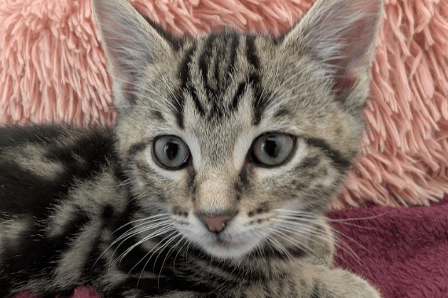 7Up was abandoned with his siblings and is now looking for a friendly home where he can settle in with his brother Sprite. He is a slightly nervous but friendly boy who enjoys playing hide and seek and chasing after his favourite toys. He will make a wonderful addition to a family that can offer him a little bit of time and patience.