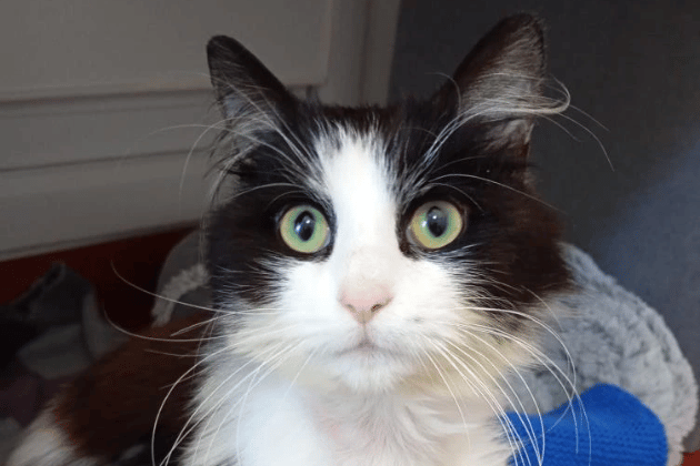 A former stray who is famous for making "air biscuits" with his paws when he is feeling happy and safe. He is a gentle soul who just needs a patient owner willing to give him a second chance at a forever home. His sweet nature has really started to shine through now that he knows he is in a safe environment.