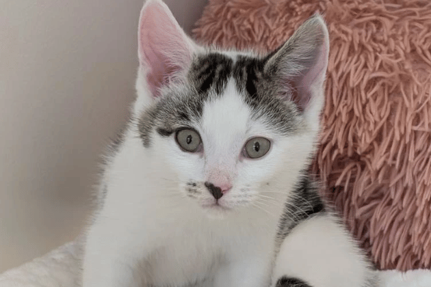 Sprite was found abandoned alongside his siblings and is searching for a forever home specifically alongside his brother 7Up. He is a friendly fellow who loves playing and will eventually need outdoor access once he is old enough to explore. He requires a patient owner who understands that kittens need a little extra guidance as they find their feet.