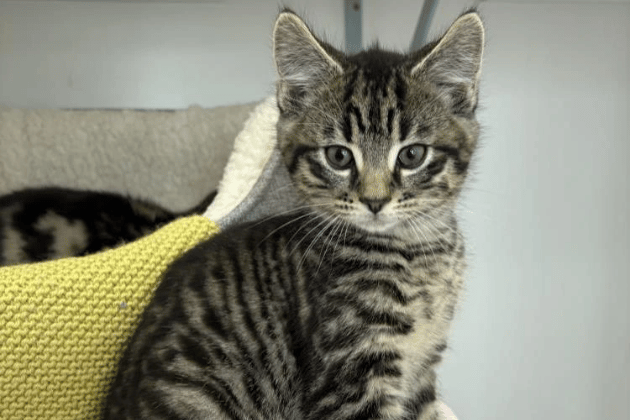 The "big brother" of his litter, Irn Bru is a confident and super friendly kitten who is ready to take on the world. He is brave enough to be rehomed alone or would happily move in with one of his many siblings to keep him company. He has always been the biggest of his group and is well-known at the centre for his outgoing personality.