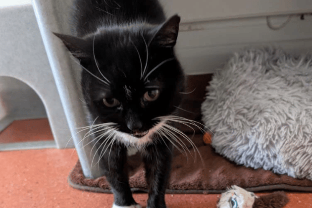 This independent senior lady is looking for a quiet, adult-only home where she can enjoy affection on her own terms. She is a gentle-natured girl who loves being stroked while tucked up comfortably in the safety of her bed. Having lost her previous owner, she is looking for a peaceful environment where she can rediscover her trust in people.