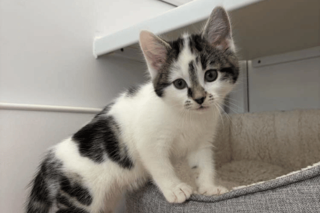 Tango is a friendly young girl who loves playing with her siblings and is looking for a family to grow up with. She will need a home with outdoor access once she is old enough to begin her backyard adventures. She is a curious kitten who would fit into most family homes as long as she is given the space to settle in.