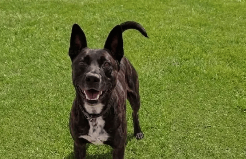 Squid is a million miles an hour dog, he always wants to be doing something and doing it quickly! He is a bright and active boy, boisterous at times, and ready to go at 100mph at all times. He can pull on lead and is quite strong so would benefit from a capable owner who can work on his lead skills.