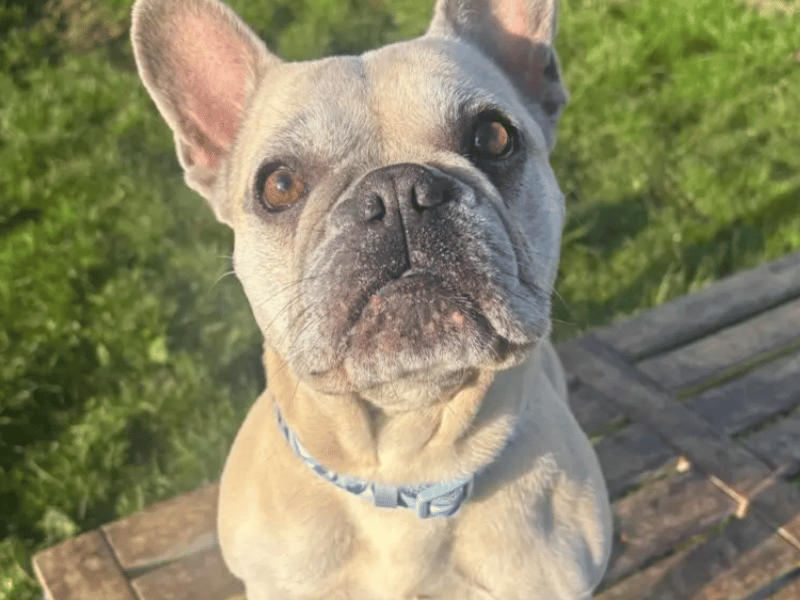 Layla is a sweet and affectionate little lady who has a real playful and daft side! She’s been a pleasure to spend time with whilst at the shelter and quickly makes friends with everyone she meets! Layla does have some quirks which she will require ongoing training and management for.