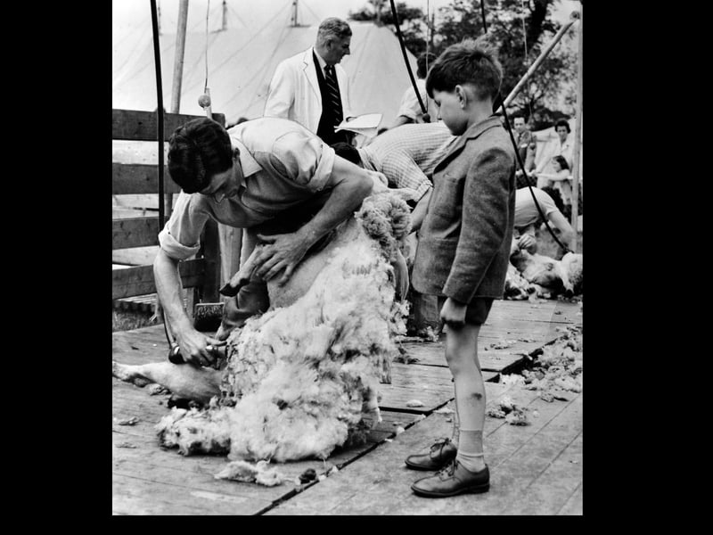 Five year old Edward Foster, from Bridgnorth, watches intently as Gordon Morgan, from Ludlow, handles a thick fleece during the sheep shearing contest at the Shropshire Young Farmers rally. Captured on 5 June 1961 at the West Midland Showground in Shrewsbury, the image shows Morgan hard at work on his way to securing a impressive third-place finish. The charming moment highlights the passing down of traditional agricultural skills through generations of local farming families. Do you remember taking part in the Young Farmers rallies at the West Mid Showground in the early 1960s?