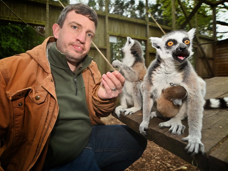 From ring-tailed lemurs to Black and White Ruffed Lemur there are lots of lemurs to get close with at Hoo Zoo. The place offers a one hour experience where you can feed the animals.