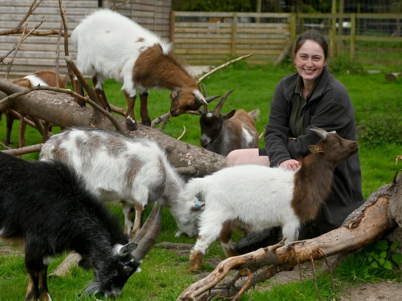 These animals include, domestic goats. Hoo Zoo offers chance for families to learn about goats and farming practices. Pictured here Melissa Shipley with Bernard the goat and friends.