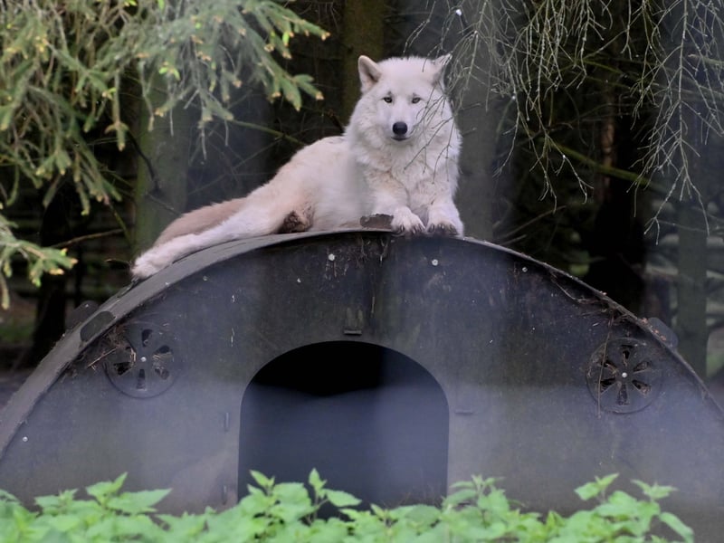 Opportunities for people to get close to rare animals. Such as the arctic wolf. The zoo says that its arctic wolf can helps visitors learn about pack animals as well as the vulnerable arctic climate. 