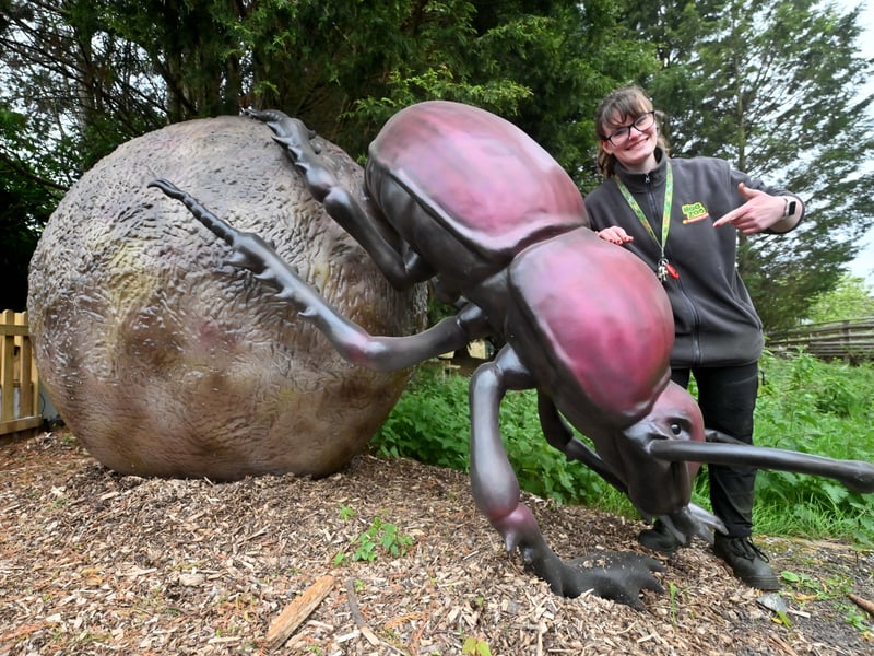 The zoo is developing a Native Species Conservation Area focused on supporting British wildlife. The zone will spotlight on British species and have striking giant bug sculptures. Pictured is Jody Jones with a giant dung Beatle model. 