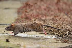Brown rats like this one spotted at Galway's first rain garden 