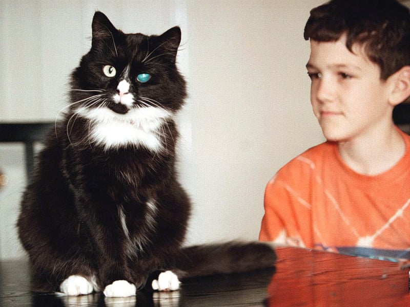 Three legged supercat "Jack" who had been nominated for the Arthur Award with his owner Chris Heywood pictured at their home in North Duffield in April 1998.