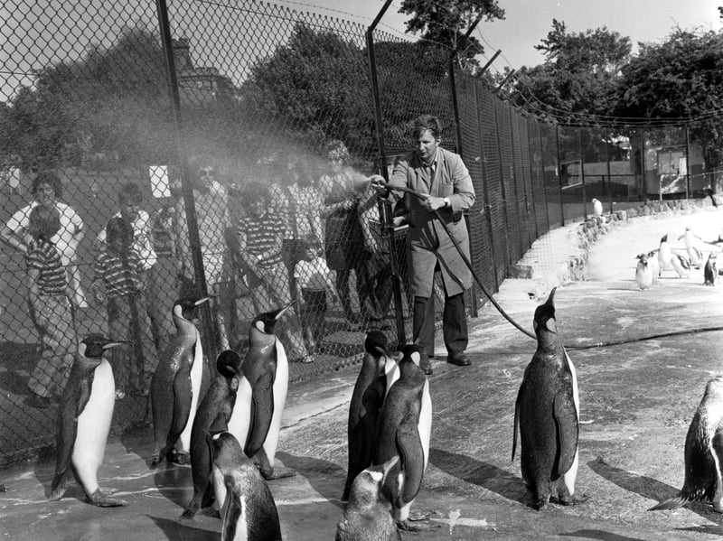 A keeper sprays water to cool down the penguins at Edinburgh Zoo during the summer of 1975