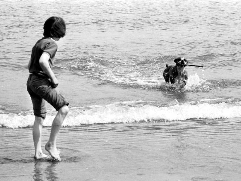 A child and their bulldog playing with a stick in the sea at Portobello beach in May 1975