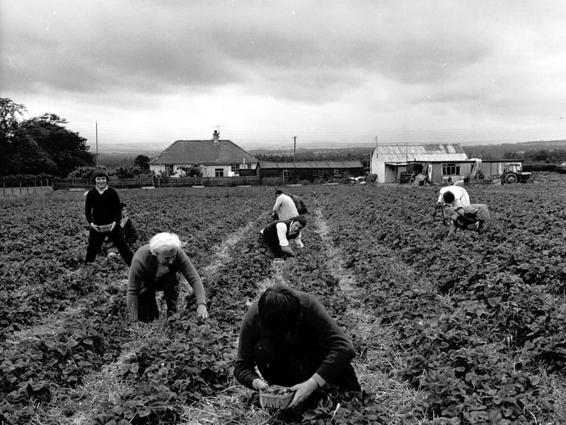 'Pick Your Own' strawberries at an unidentified farm in August 1972