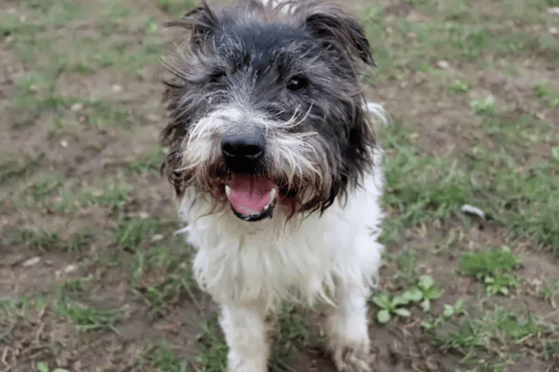 Meet Scruff, an independent older chap ready to find his forever home. He’s a big fan of cheese which will be a great reward for continued training. He’s quite happy in his own company although, with a strong relationship in place he enjoys a good back ruffle. Walking routes that are peaceful without too many other dogs about will be ideal.