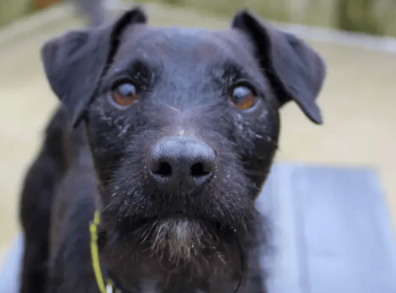 Billy is a lovely little terrier with a big heart and lots of love to give. He thrives on company and would suit a home where someone is around for most of the day, as he doesn’t enjoy being left on his own just yet. Billy would really benefit from having his own cosy resting spot where he can relax and recharge. It’s important that he’s given space when he’s resting, so adopters will need to be mindful of letting him snooze undisturbed.