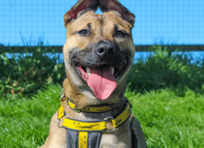 Beanie is searching for a calm, cosy home where she can truly feel safe and settled. She would be happiest in an adult-only home with a quiet lifestyle and minimal visitors, where she doesn’t feel overwhelmed and can take everything at her own gentle pace. She’s looking for kind, patient adopters who understand that building trust takes time, but is so incredibly rewarding.