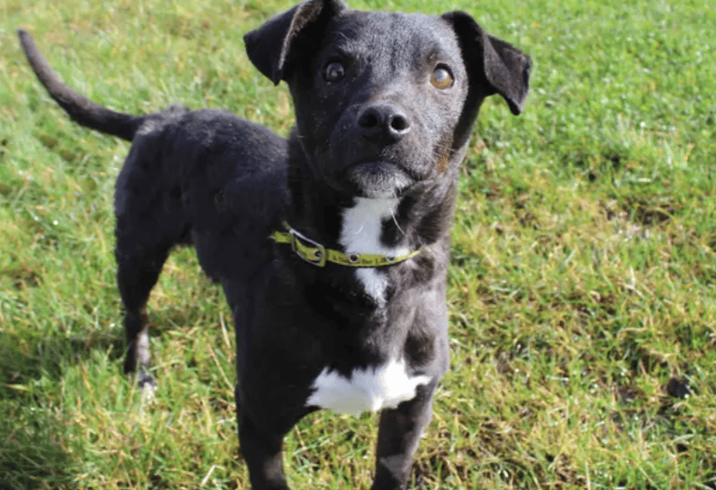 Spud is a really sweet and affectionate boy who loves spending time with his people. Once he gets to know you, he enjoys a good fuss and has a playful side too—he’s especially fond of his soft toys and a fun game of tug! He’s a clever lad who has been doing well with his training and enjoys learning new things. Spud is looking for a calm, adult-only home where he can feel relaxed and settled.