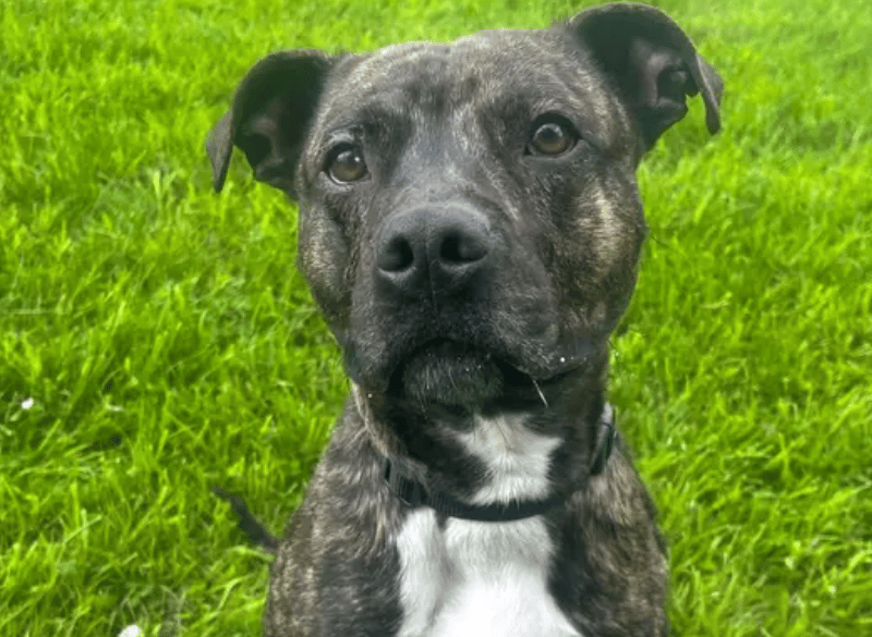 Dougie is a playful, bouncy lad who absolutely loves spending time with his people. He’s full of character and enjoys getting stuck into fun activities —whether that’s enrichment games, a game of tug, or showing off his skills for a tasty treat! Dougie is looking for an adult-only home, as he can sometimes feel worried in certain situations, particularly around more formal handling.