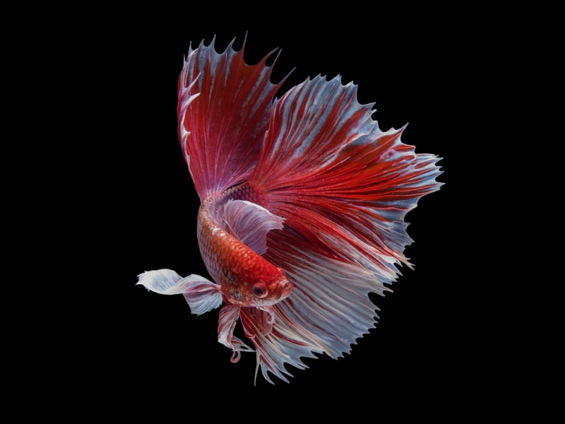 Also known as the Siamese Fighting Fish, the Betta Fish have been highly-prized creatures for well over a century due to their colourful and ornate flowing fins. They live from 2-4 years.