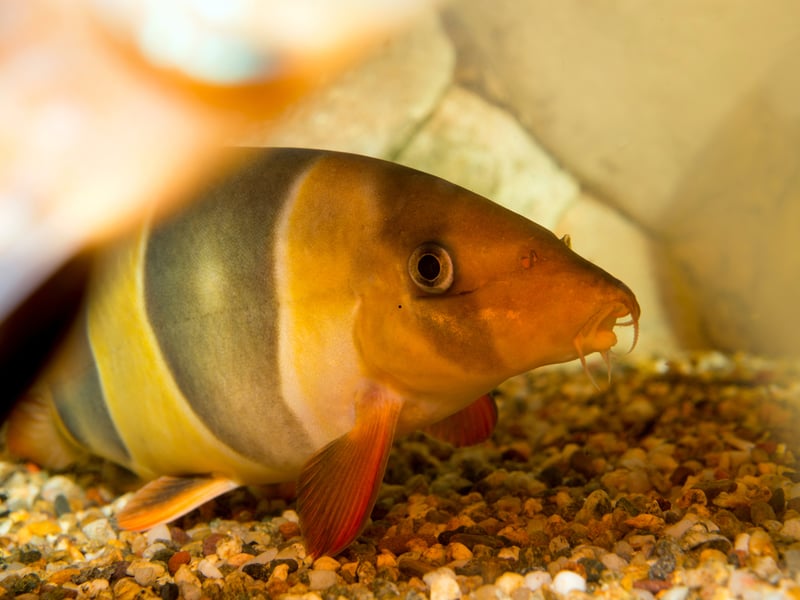 Originating on the Indonesian islands of Sumatra and Borneo, the Clown Loach is a popular aquarium fish thanks to its distinctive tiger-like orange-and-black stripes. They live for 10-15 years. 
