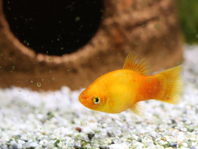 From the same family as the Guppy, Mollies are widespread across the Americas, the Molly can come in a variety of colours, with black and orange being among the most popular with aquarium owners. They live for 4-5 years.