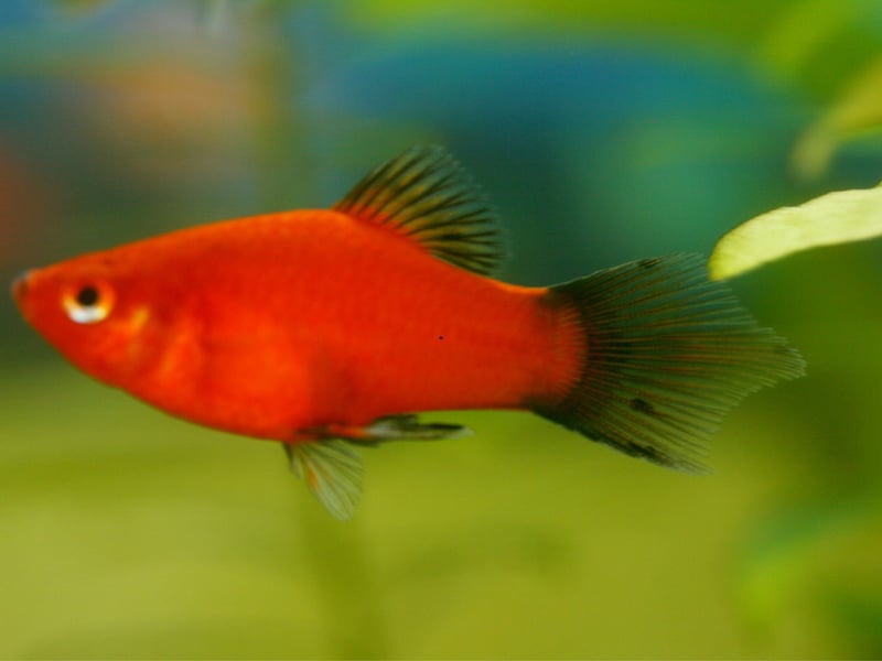 The bright orange Platy is native to the east coast of Central America and southern Mexico. You can expect them to live for 3-5 years.
