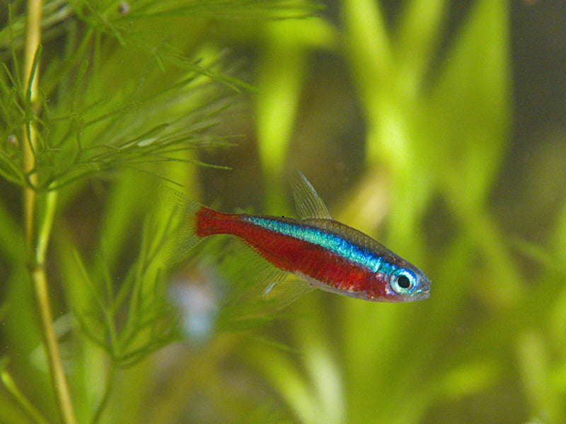 Similar to the Neon Tetra, but with a distinctive red lower half of the body and an even more vibrant blue stripe, the Cardinal Tetra lives for around 4 years on average. 