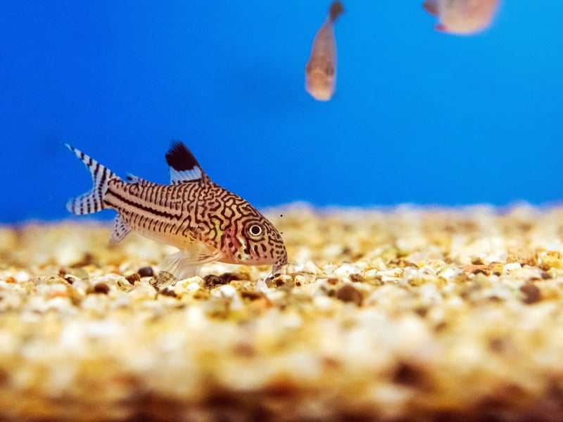 Another bottom feeding species that will keep your tank nice and clean, the Corydoras Catfish is native to South America and Central America. They live for 5-10 years.