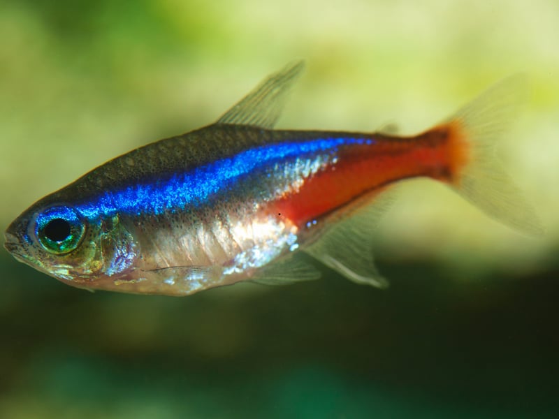 Probably the world's most popular tropical fish, the tiny Neon Tetra originally comes from backwater streams in the Amazon basin in South America. You can expect them to live for at least 5 years.
