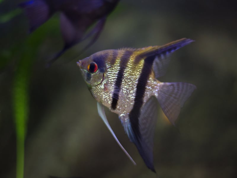 There are three different species of Angelfish, all of which originate from the Amazon and Orinoco Basins of South America. All have similarly long lifespans - living for at least 10 years if cared for properly.