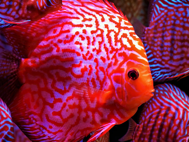 Also known as the Pompadour Fish, the Discus is a native of the Amazon River in Brazil and is highly sought after by aquariasts due to the dazzling array of colours different fish exhibit - from vivid orange to metallic turqouise. They are a long-living breed that can be expected to reach 10-18-years-of-age. 