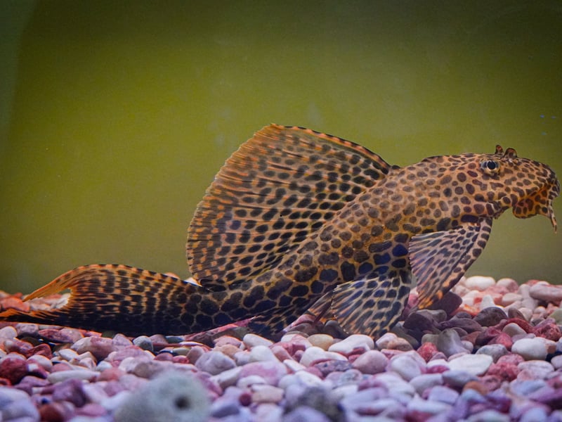 Also known as the Common Pleco, the Suckermouth Catfish may not be the prettiest of faces but is useful to hoover up food that drops to the bottom of the tank. They are another species that can reach a grand old age - 10-15 years. 