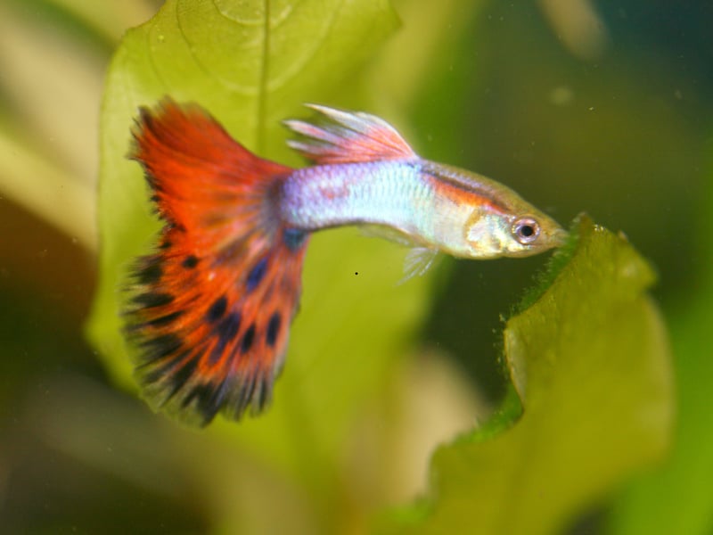 Also known as the Millionfish or Rainbow fish and known for their large multi-coloured tails, the Guppy originally comes from northeast South America. They live for 3-5 years.